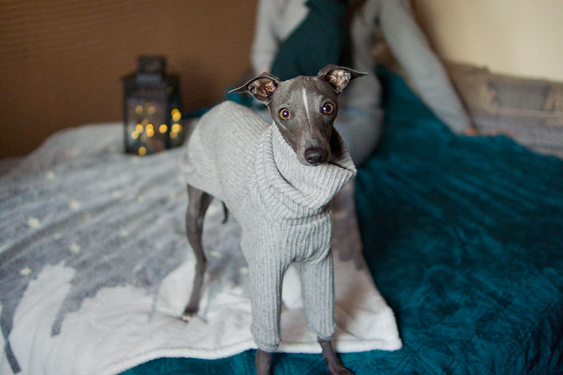 szary zimowy sweterek charcik włoski