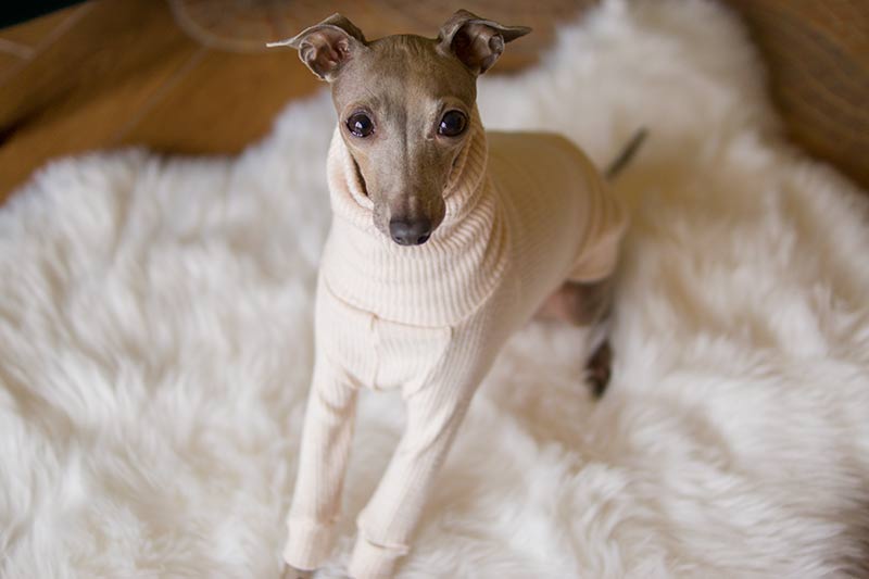 italian greyhound dogwear