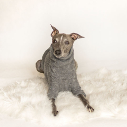sweter dla psa