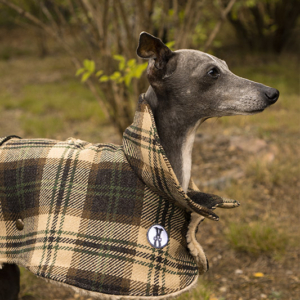 Charcik włoski w płaszczu w kratę, bezowo brązowo zielonym. Płaszczyk dla psa