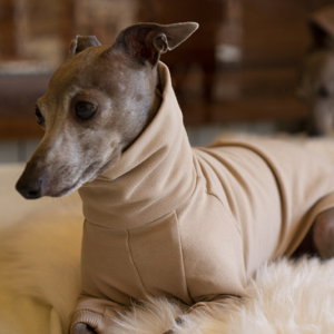 Beżowa bluza dla charcika włoskiego