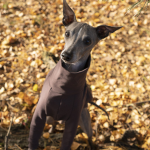 Bluza brązowa, czekoladowa dla psa charcik włoski